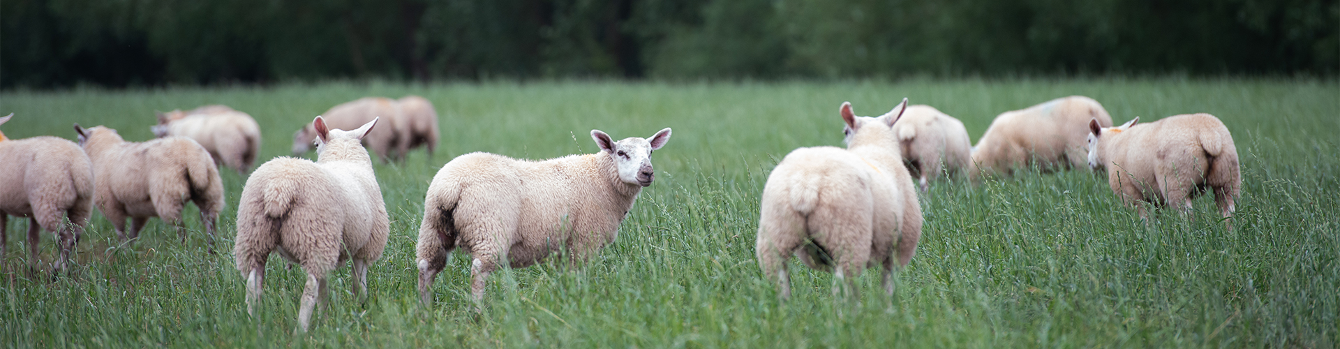Maximising returns from store lamb production: diet advice and the role of Actisaf live yeast