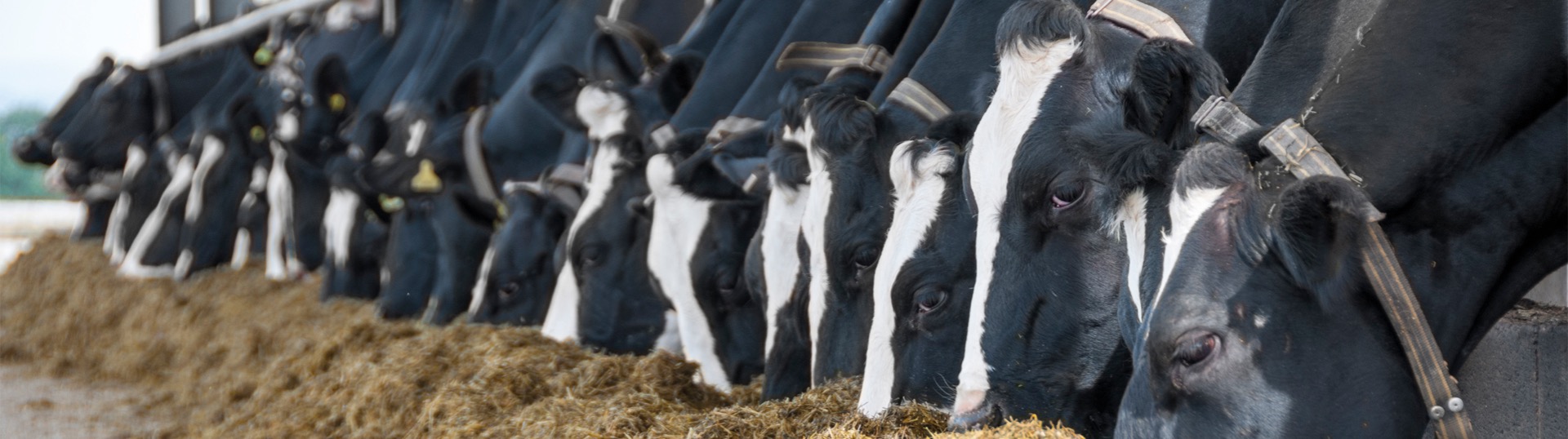 Actisaf® confirmed to reduce milk carbon footprint by 5%