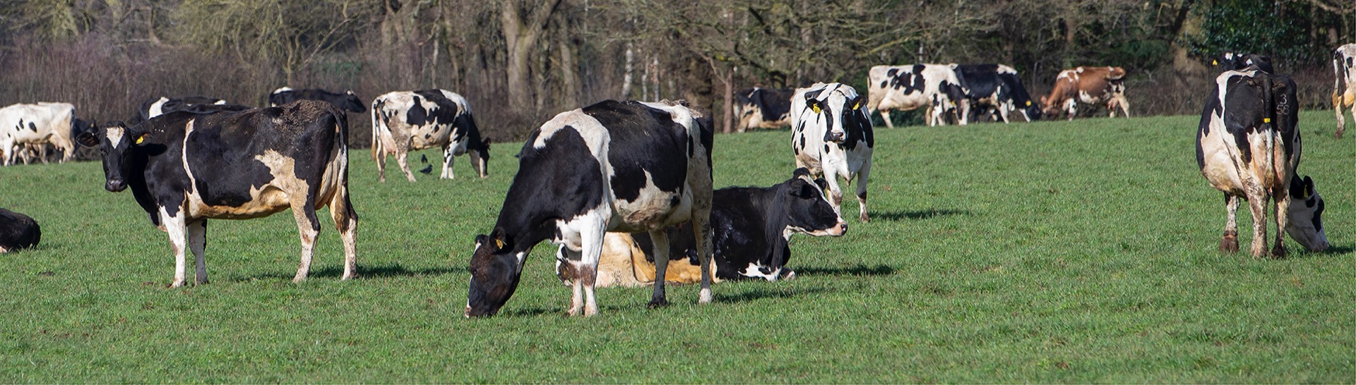 Setting herds up for successful lactation