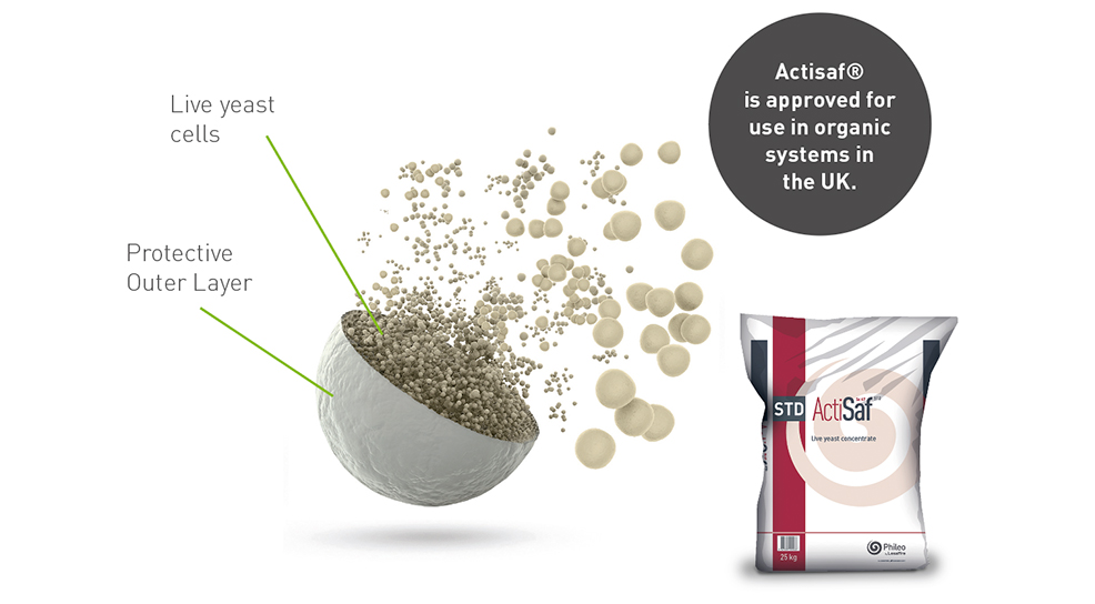 Actisaf main page graphic.jpg